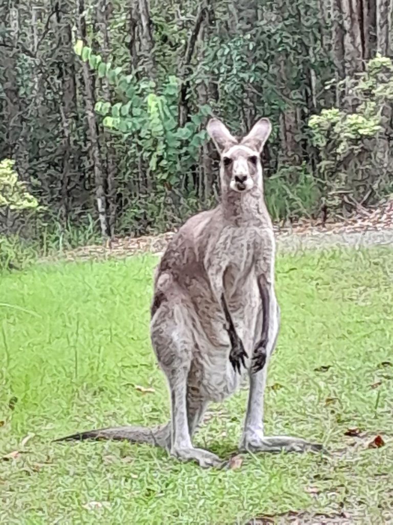 Forest Grey Kangaroo
